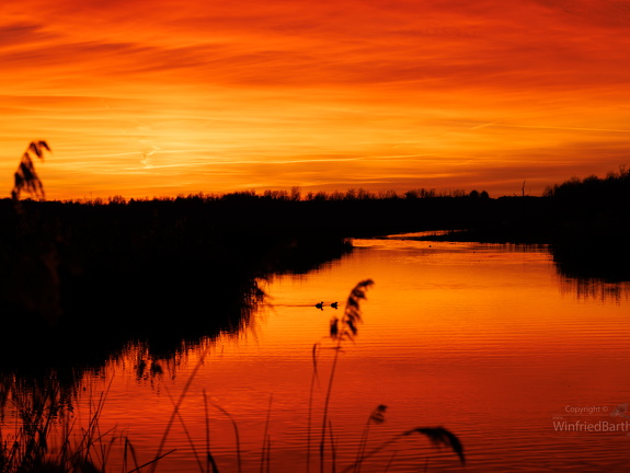 Federsee Bad Buchau im Abendrot